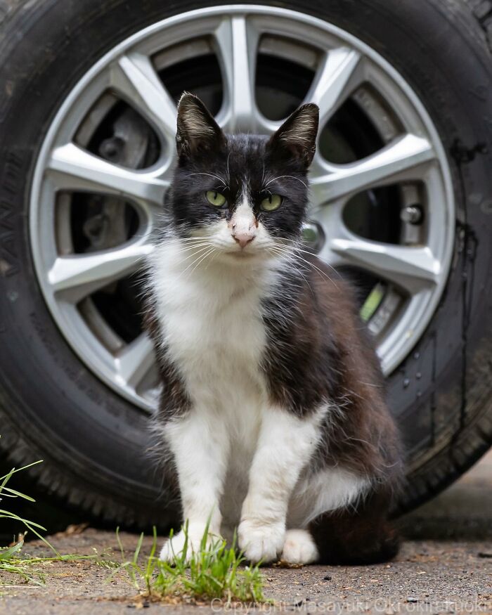 New Captivating Images By Masayuki Oki Celebrating The Quirky And Playful Side Of Cats