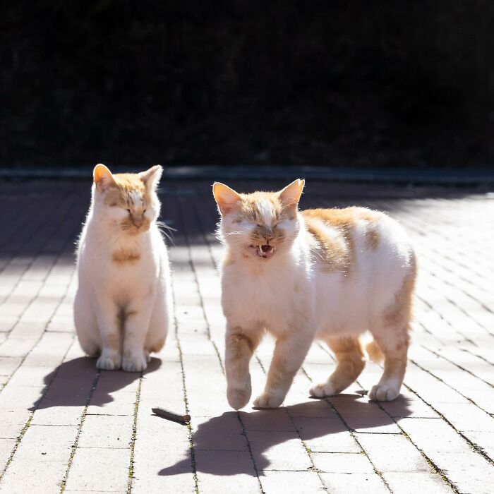 New Captivating Images By Masayuki Oki Celebrating The Quirky And Playful Side Of Cats