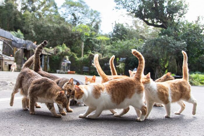 New Captivating Images By Masayuki Oki Celebrating The Quirky And Playful Side Of Cats