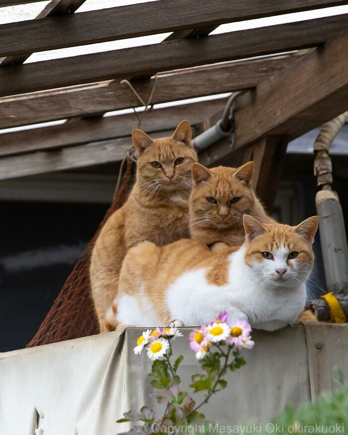 New Captivating Images By Masayuki Oki Celebrating The Quirky And Playful Side Of Cats