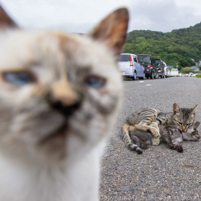 New Captivating Images By Masayuki Oki Celebrating The Quirky And Playful Side Of Cats