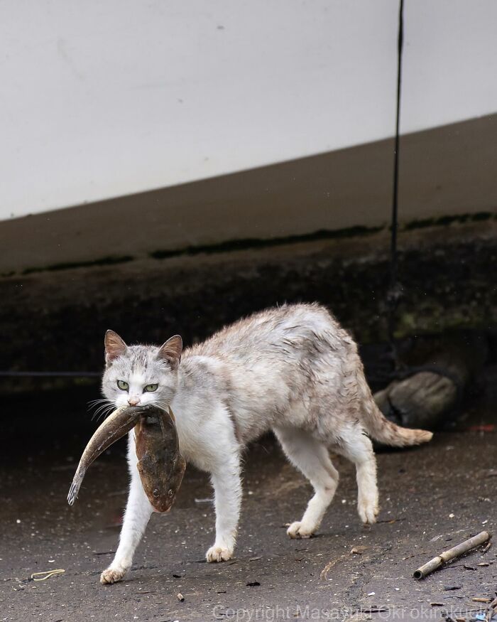 New Captivating Images By Masayuki Oki Celebrating The Quirky And Playful Side Of Cats