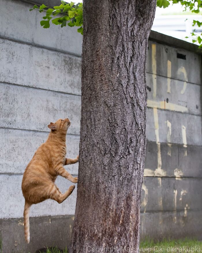 New Captivating Images By Masayuki Oki Celebrating The Quirky And Playful Side Of Cats