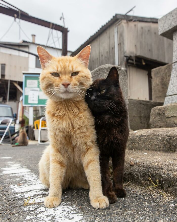 New Captivating Images By Masayuki Oki Celebrating The Quirky And Playful Side Of Cats