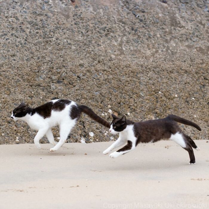 New Captivating Images By Masayuki Oki Celebrating The Quirky And Playful Side Of Cats