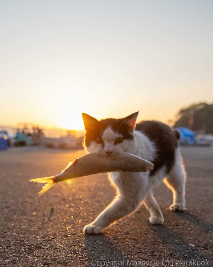 New Captivating Images By Masayuki Oki Celebrating The Quirky And Playful Side Of Cats