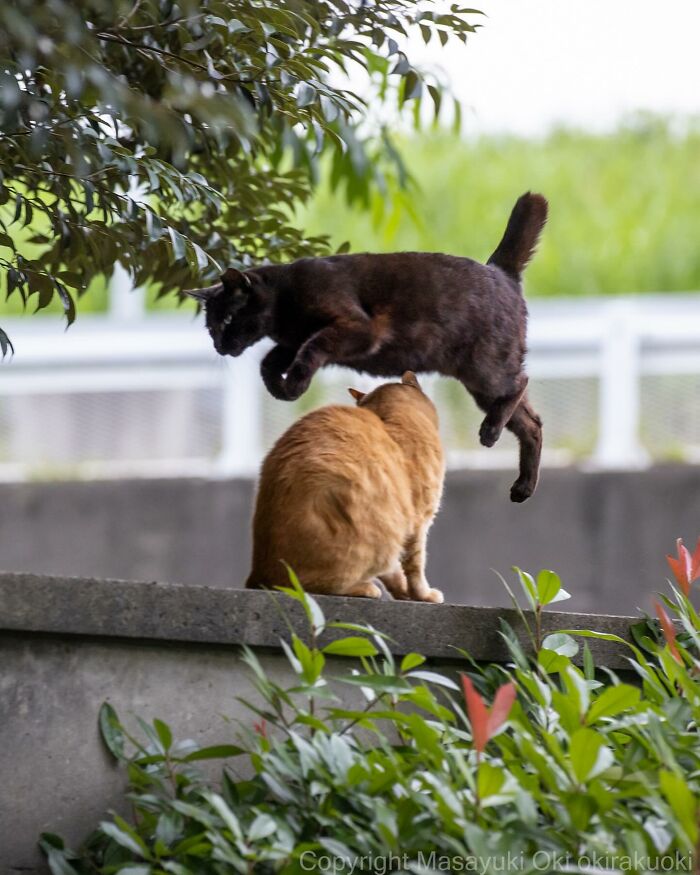 New Captivating Images By Masayuki Oki Celebrating The Quirky And Playful Side Of Cats