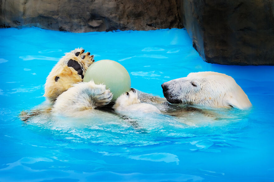 I Captured Polar Bears Playing With Water On Hot Days (11 Pics)