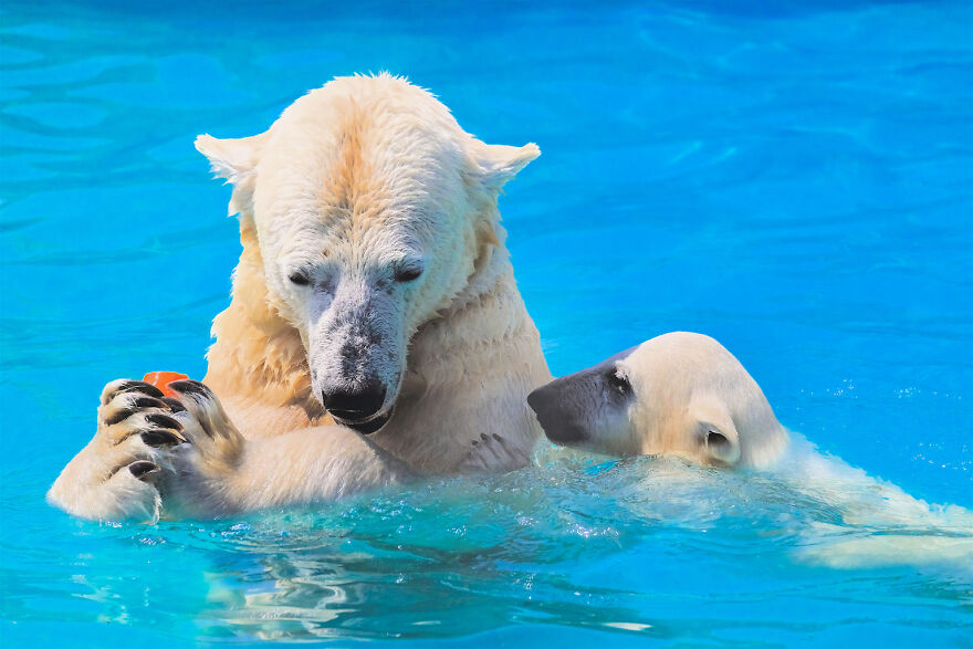 I Captured Polar Bears Playing With Water On Hot Days (11 Pics)