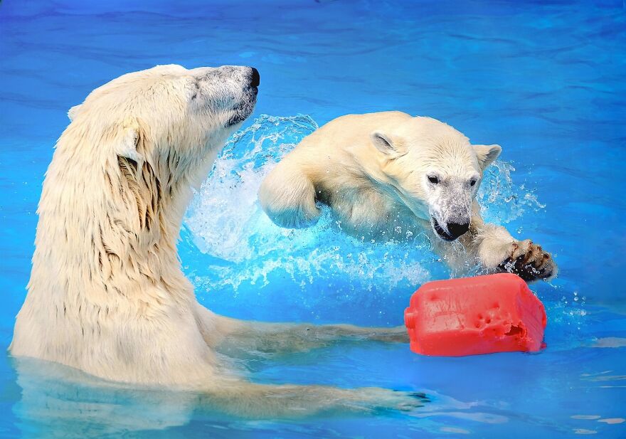 I Captured Polar Bears Playing With Water On Hot Days (11 Pics)