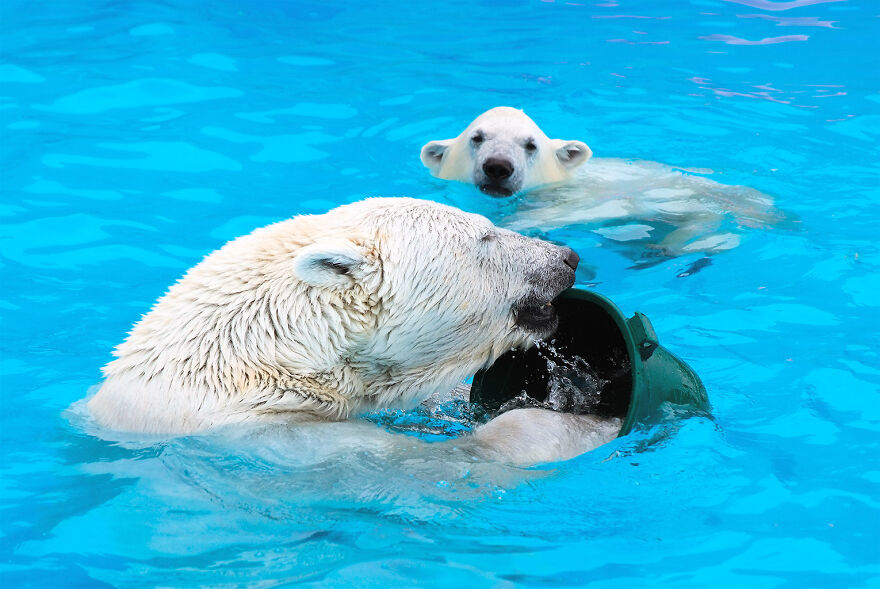 I Captured Polar Bears Playing With Water On Hot Days (11 Pics)