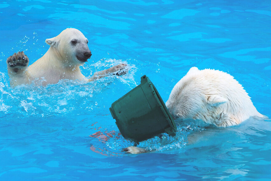 I Captured Polar Bears Playing With Water On Hot Days (11 Pics)