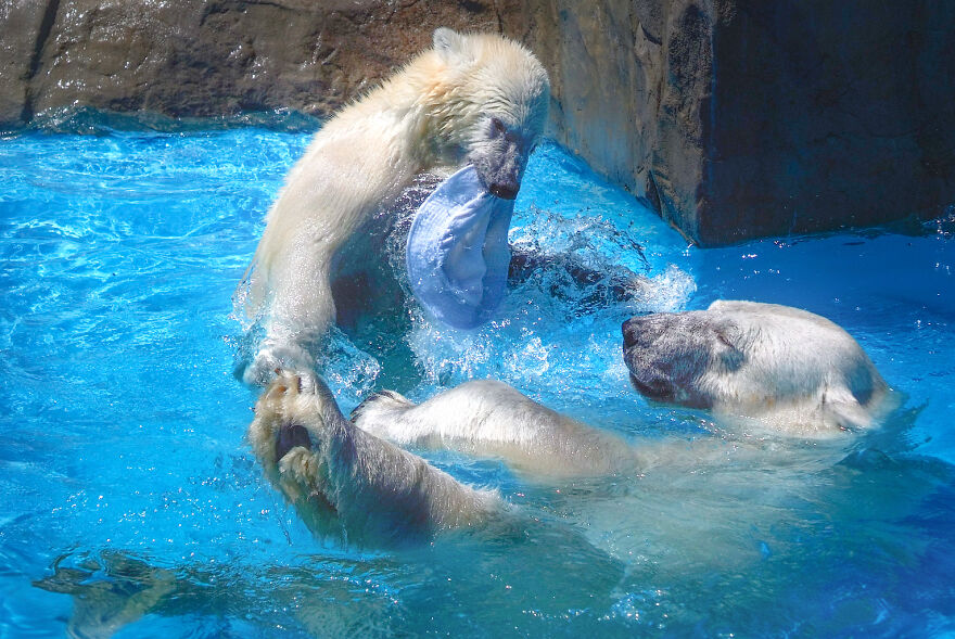 I Captured Polar Bears Playing With Water On Hot Days (11 Pics)