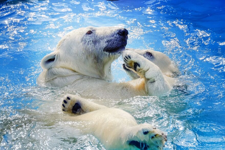 I Captured Polar Bears Playing With Water On Hot Days (11 Pics)