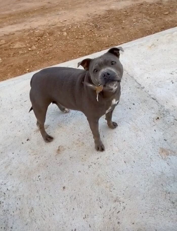 Friendship Between Two Pit Bulls And Wild Hummingbird Is Melting Hearts Online