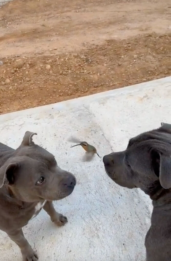 Friendship Between Two Pit Bulls And Wild Hummingbird Is Melting Hearts Online