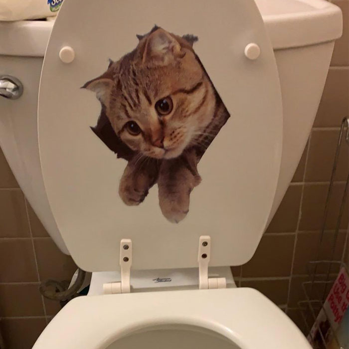  3D Cat Stickers Are The Unexpected Addition To Your Home That Will Make You Lol