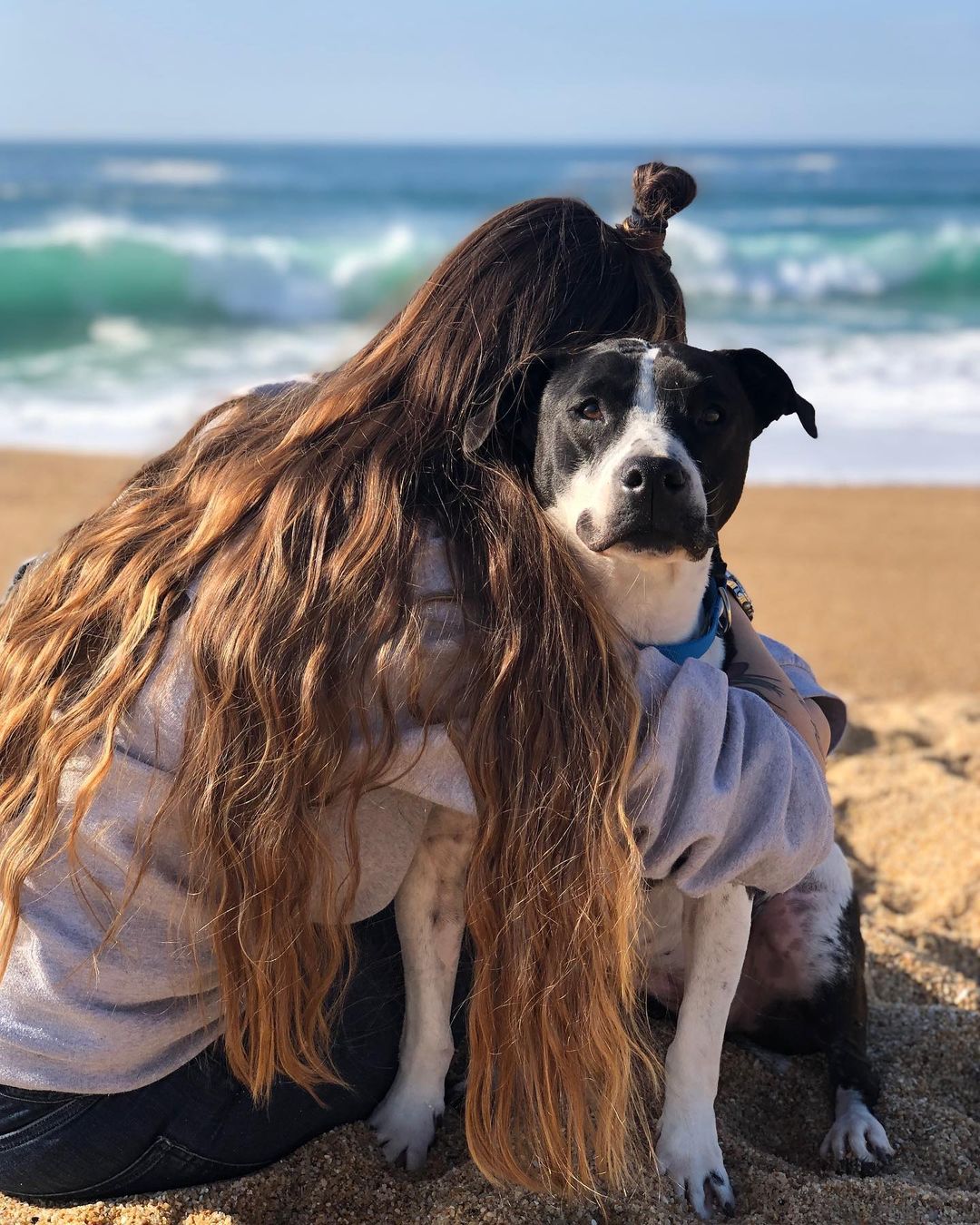 Friendship Between Two Pit Bulls And Wild Hummingbird Is Melting Hearts Online