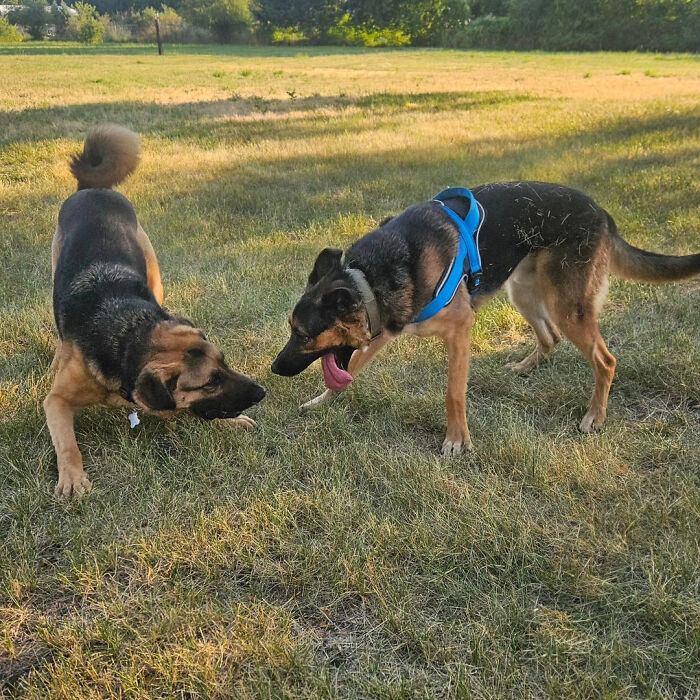 Family Went To Adopt One Dog, Found Out He Has A Best Friend, Decides To Adopt Both