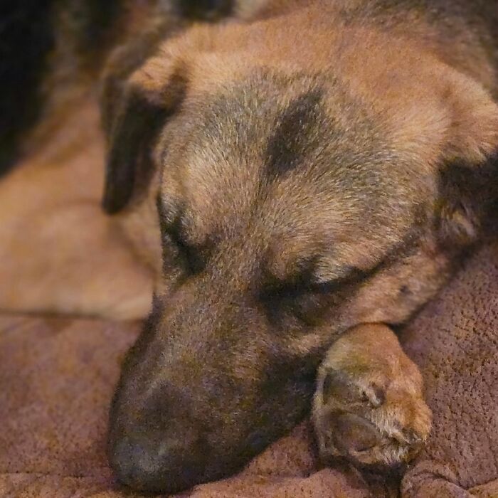 Family Went To Adopt One Dog, Found Out He Has A Best Friend, Decides To Adopt Both