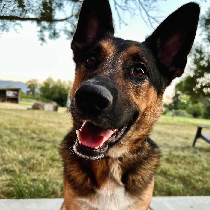 Family Went To Adopt One Dog, Found Out He Has A Best Friend, Decides To Adopt Both