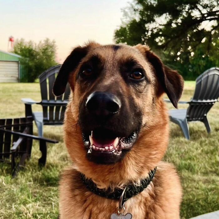 Family Went To Adopt One Dog, Found Out He Has A Best Friend, Decides To Adopt Both