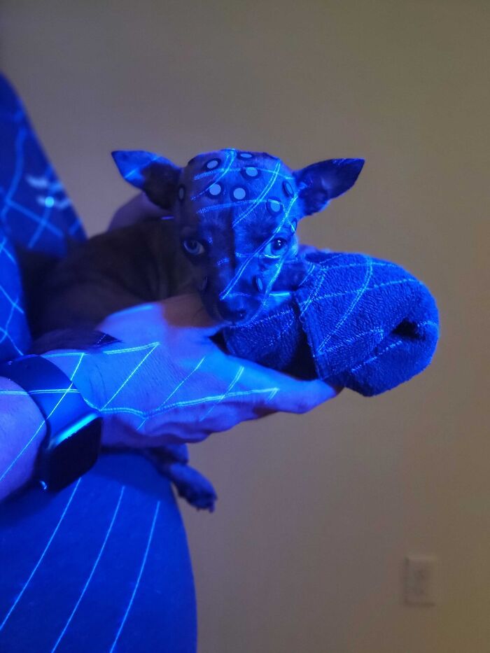 Pup With A Rare And Dangerous Condition Gets A Custom 3D Printed Helmet To Protect Him