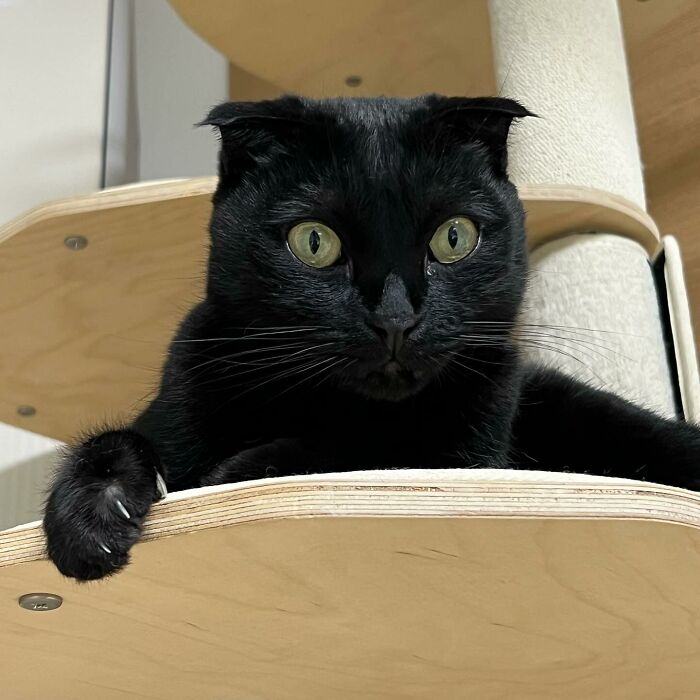 This Black Cat Is So Adorable And Quirky It Will Make You Fall In Love With Him (New Pics)