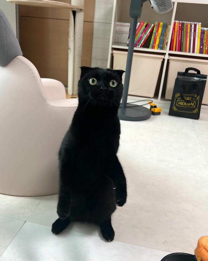 This Black Cat Is So Adorable And Quirky It Will Make You Fall In Love With Him (New Pics)