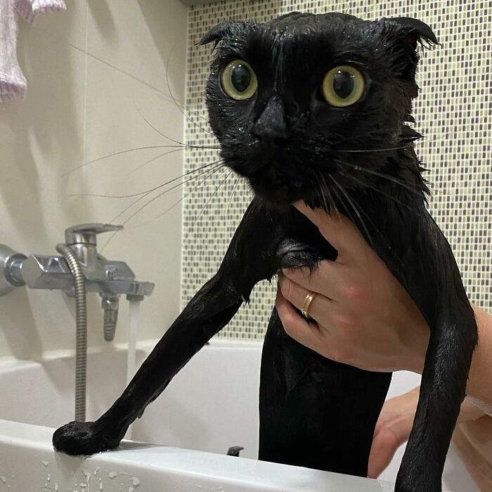 This Black Cat Is So Adorable And Quirky It Will Make You Fall In Love With Him (New Pics)