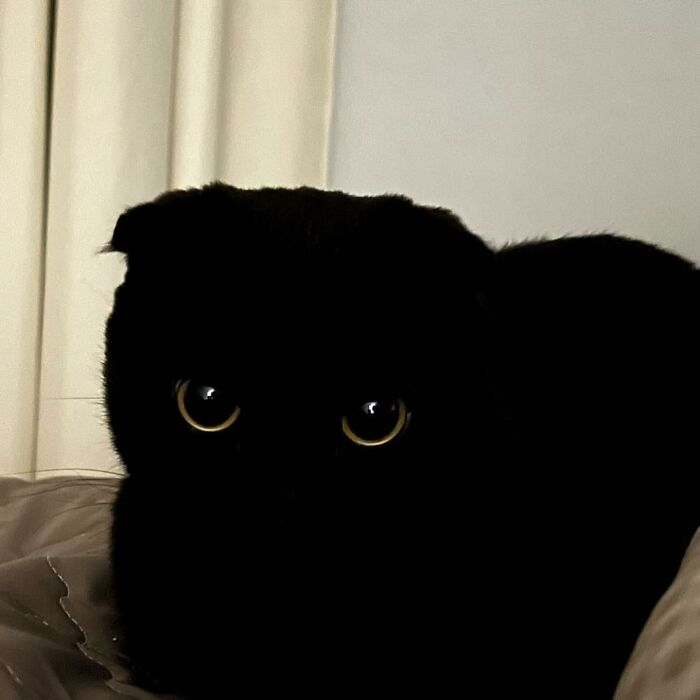 This Black Cat Is So Adorable And Quirky It Will Make You Fall In Love With Him (New Pics)