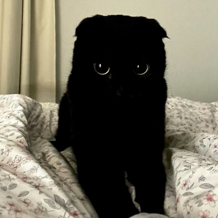 This Black Cat Is So Adorable And Quirky It Will Make You Fall In Love With Him (New Pics)