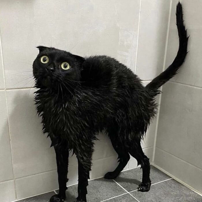 This Black Cat Is So Adorable And Quirky It Will Make You Fall In Love With Him (New Pics)