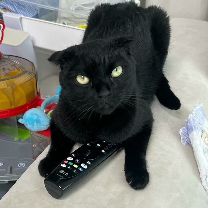 This Black Cat Is So Adorable And Quirky It Will Make You Fall In Love With Him (New Pics)