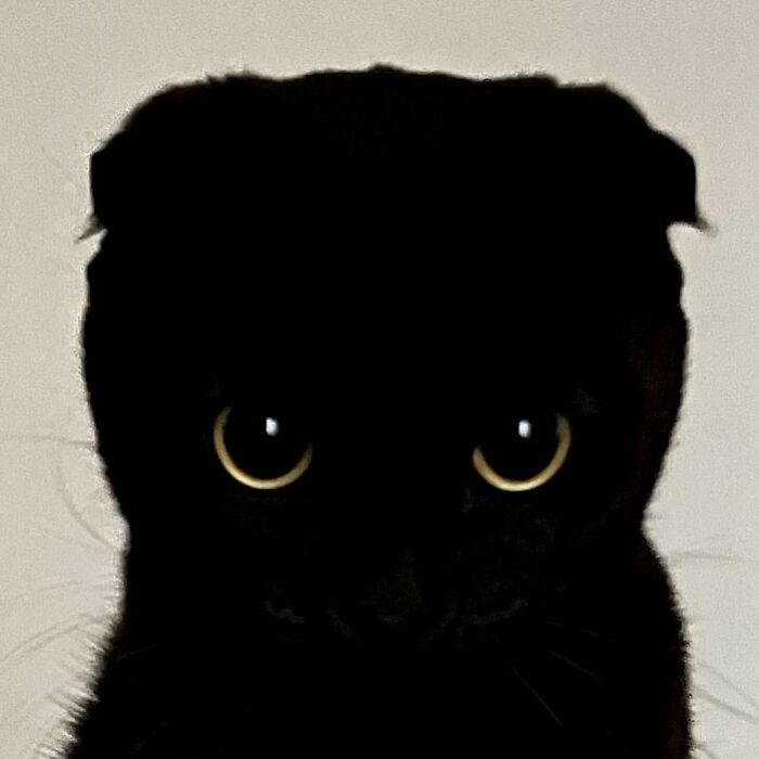 This Black Cat Is So Adorable And Quirky It Will Make You Fall In Love With Him (New Pics)