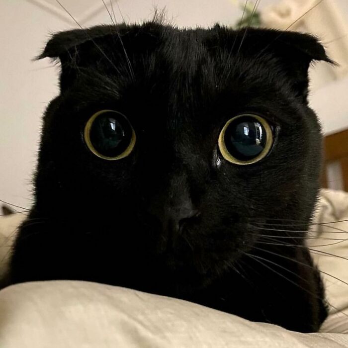 This Black Cat Is So Adorable And Quirky It Will Make You Fall In Love With Him (New Pics)