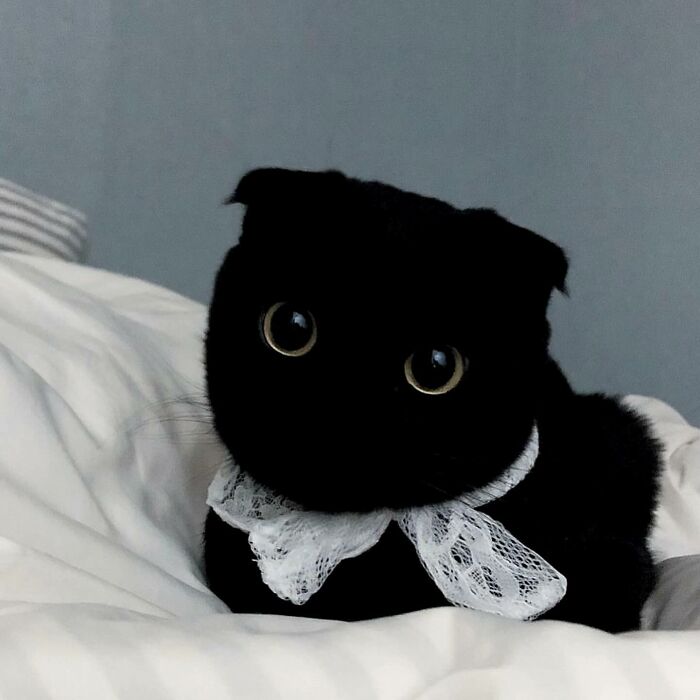 This Black Cat Is So Adorable And Quirky It Will Make You Fall In Love With Him (New Pics)