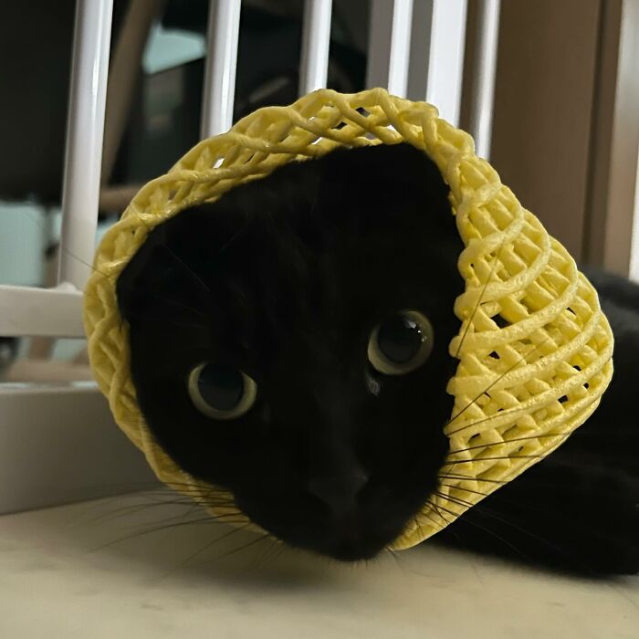 Say Hello To MeonJi, The Black Cat Whose Adorable Pics Are Spreading ...