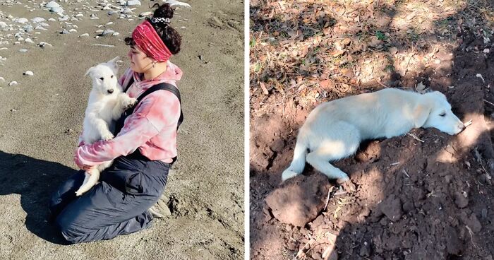 A Woman Lays Her Dear Old Dog To Rest When Suddenly Abandoned Puppy Appears Out Of Nowhere