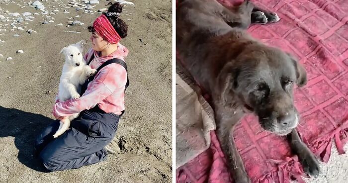 A Woman Lays Her Dear Old Dog To Rest When Suddenly Abandoned Puppy Appears Out Of Nowhere