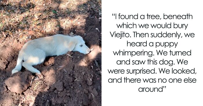 An Incredible Story That Brought Tears: Abandoned Puppy Appears Out Of Nowhere