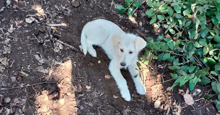 A Woman Lays Her Dear Old Dog To Rest When Suddenly Abandoned Puppy Appears Out Of Nowhere