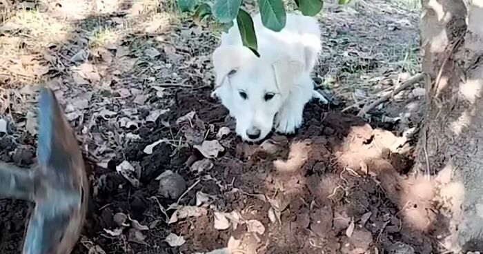 A Woman Lays Her Dear Old Dog To Rest When Suddenly Abandoned Puppy Appears Out Of Nowhere