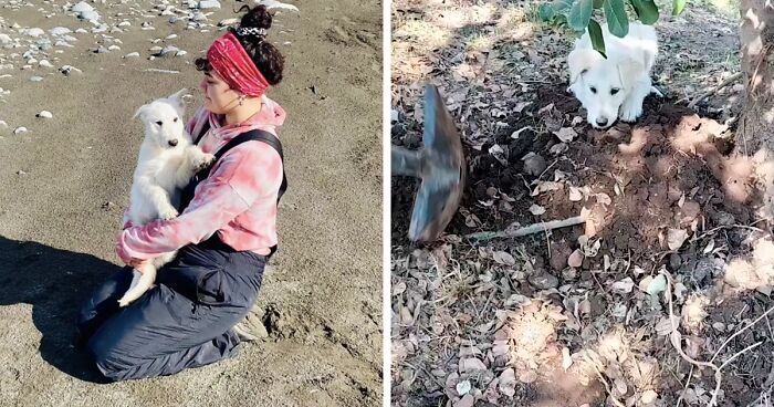 A Woman Was Greeted By A New Puppy At The Very Moment She’d Come To Bid A Last Farewell To Old One