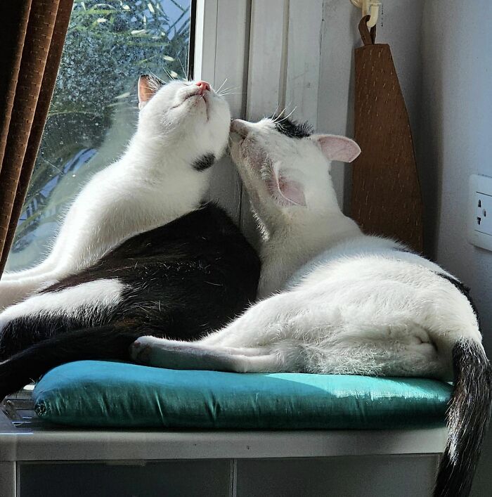 Accidental-Renaissance-Cats