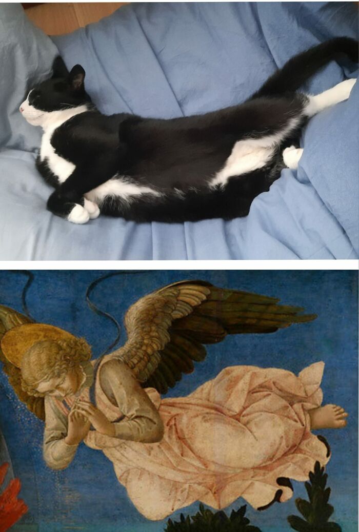 Accidental-Renaissance-Cats