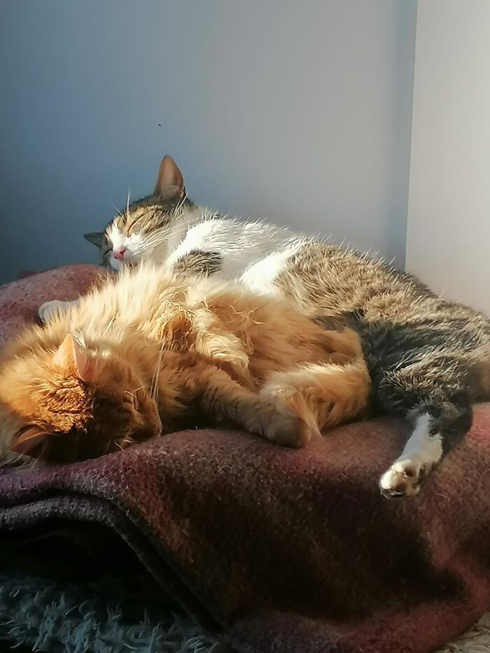 Accidental-Renaissance-Cats