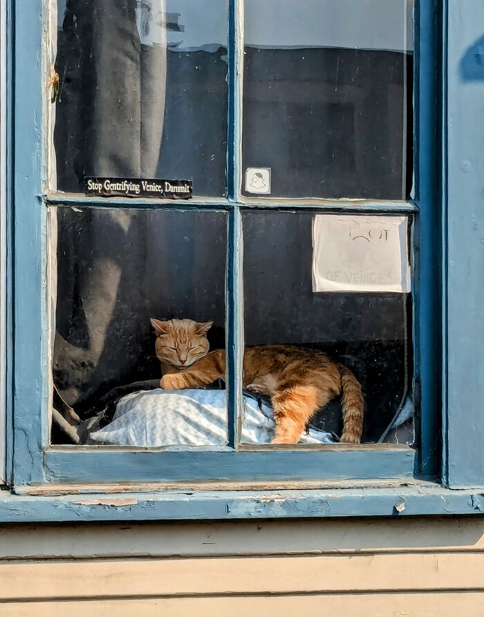 Accidental-Renaissance-Cats