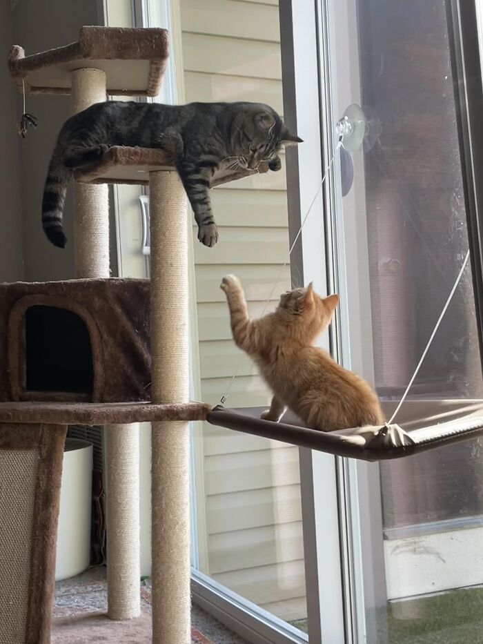 Accidental-Renaissance-Cats