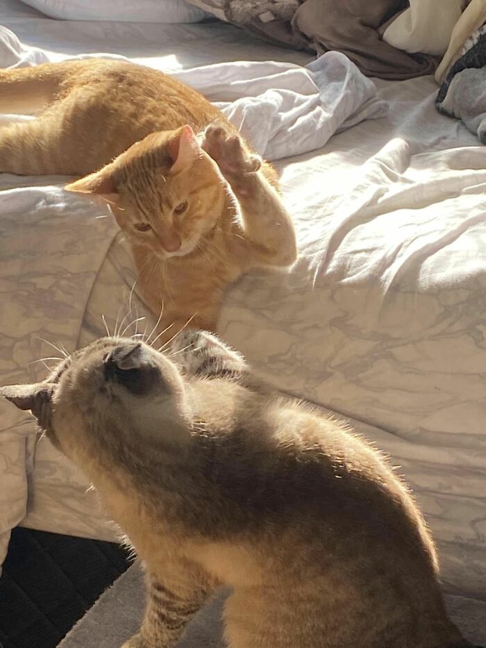 Accidental-Renaissance-Cats